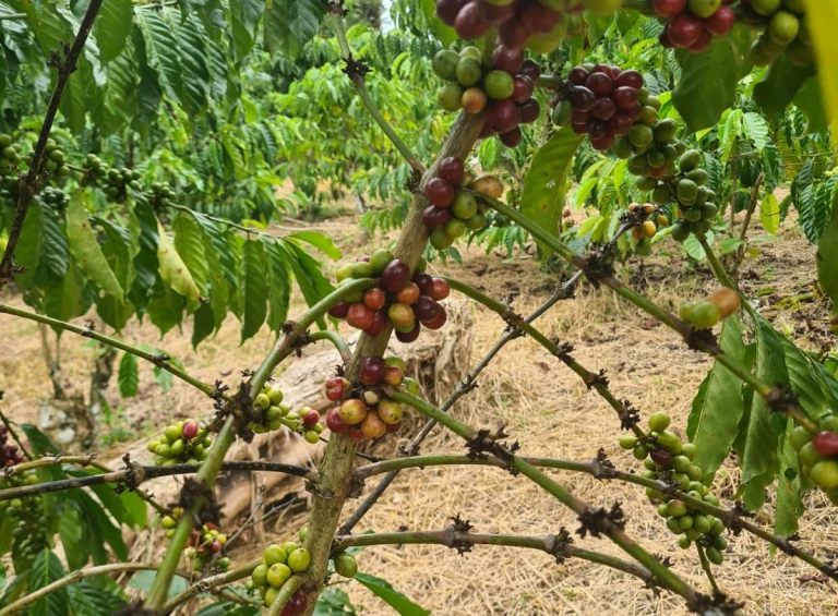 Monthly Research and Development To Update coffee tree